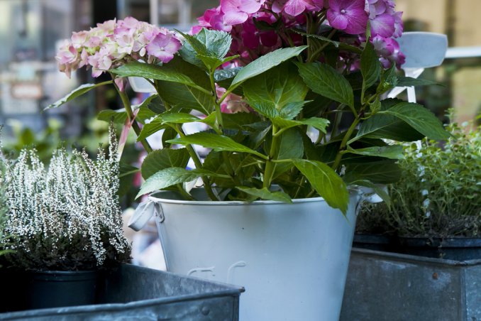 rosa-San Valentino-vaso