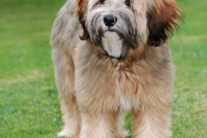 Terrier tibetano