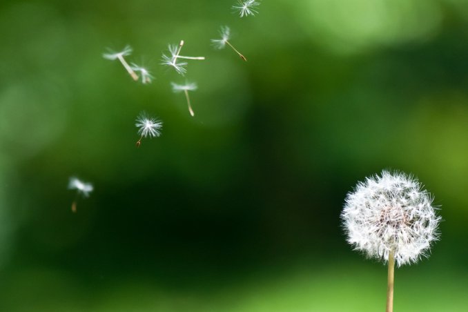 tarassaco infusi proprietà salute