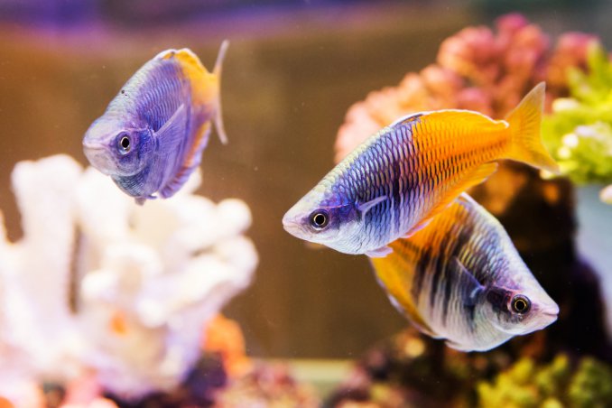 acquario, in, casa, pesci