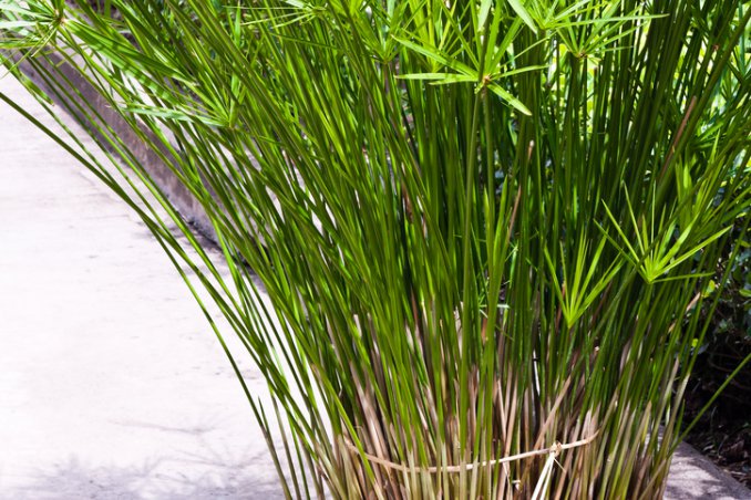 papiro-resistente-pianta