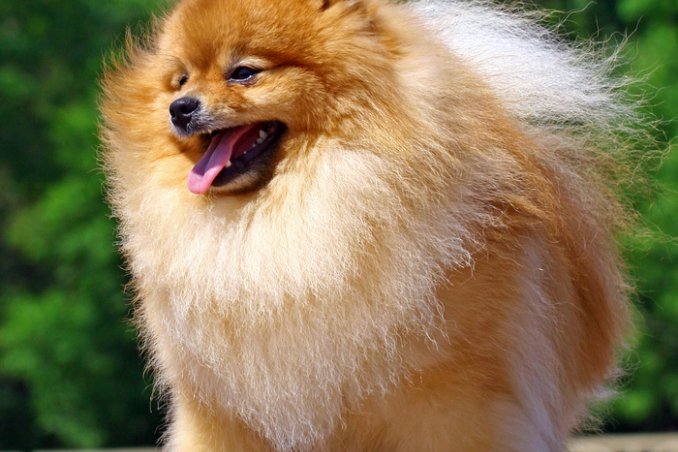 Volpino di Pomerania