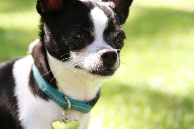 targhetta cane cucciolo nome