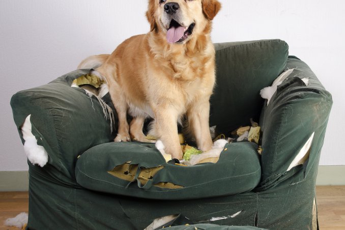 cane, distrugge comportamento, abitudine