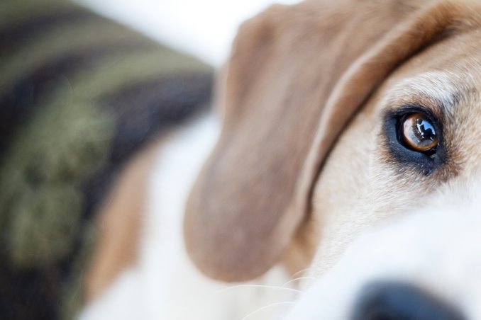 padrone, cane, rapporto