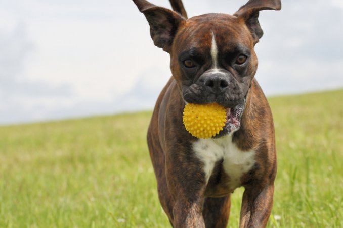 cani, gioco, giocattoli,sicurezza,animali,gioco di animali