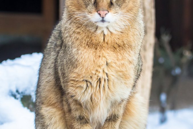 gatti, micio, ashera, toyger, savannah