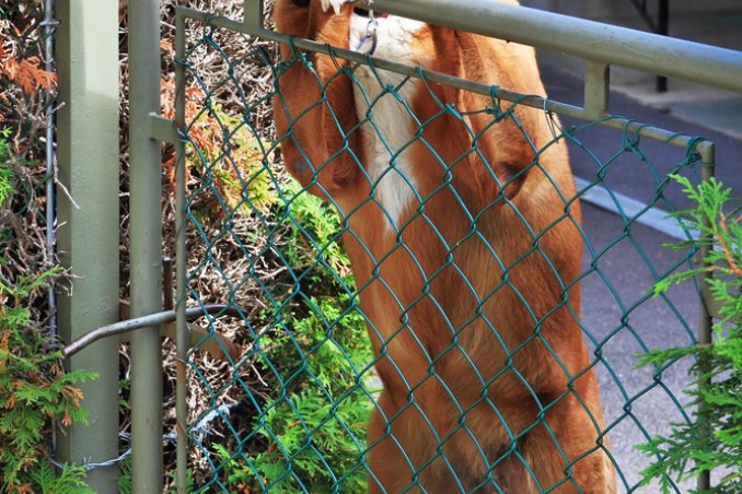 animali, cani, vicini, casa