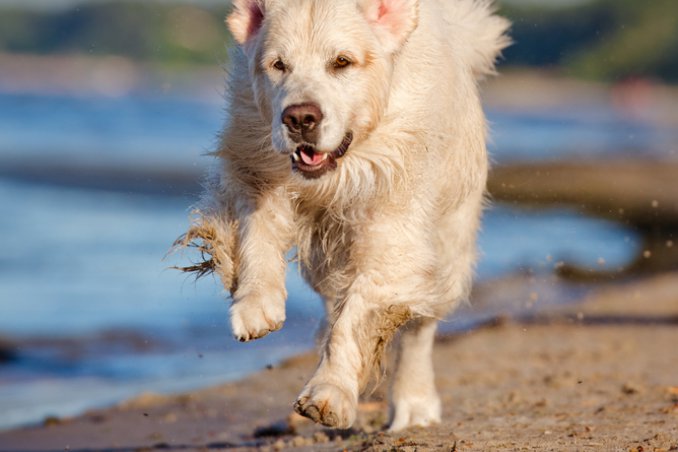 estate, abbandono, animali