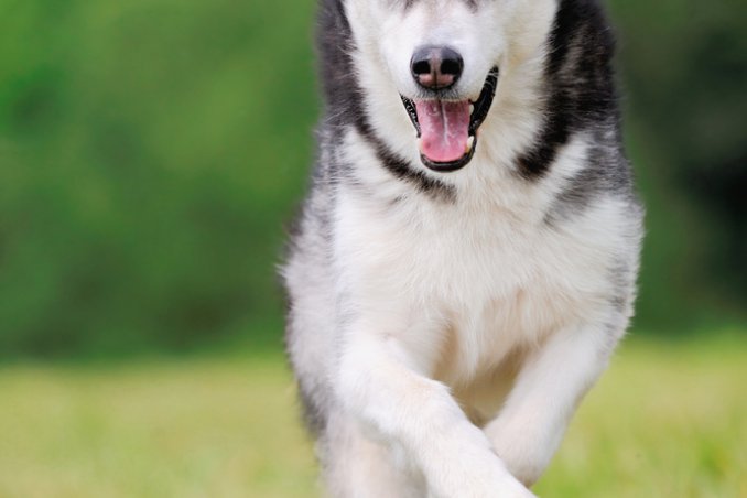 razze, cani, animali, domestici