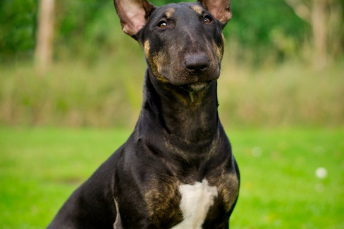 Bull Terrier Miniature