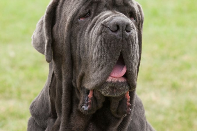 Mastino Napoletano