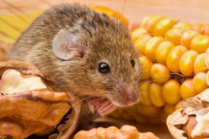 sognare topi significato