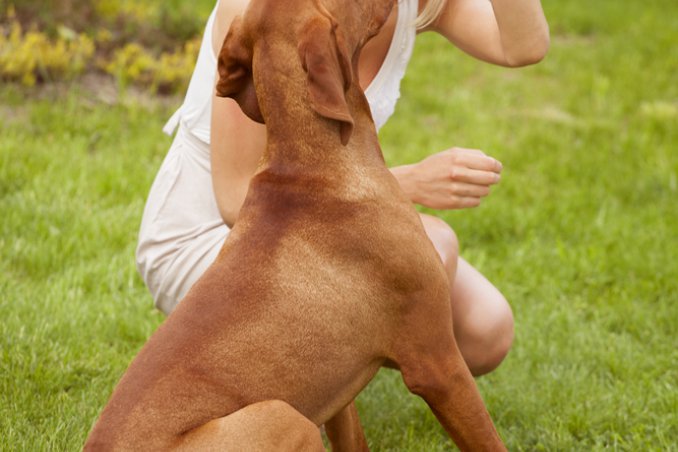 No all'abbandono dei cani