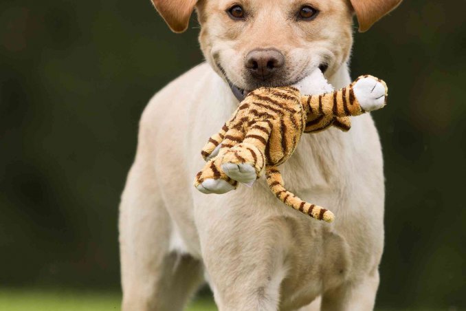 cosa insegnare al cane