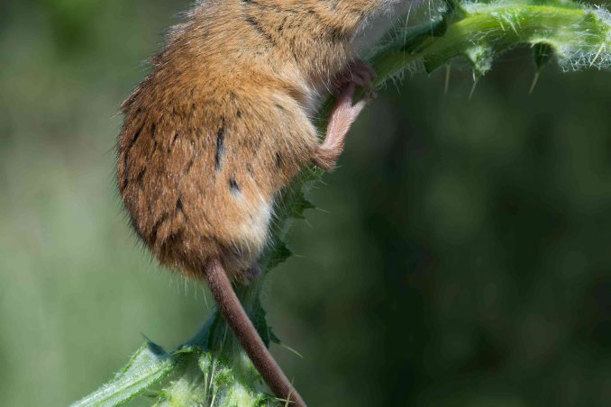 oroscopo cinese il topo
