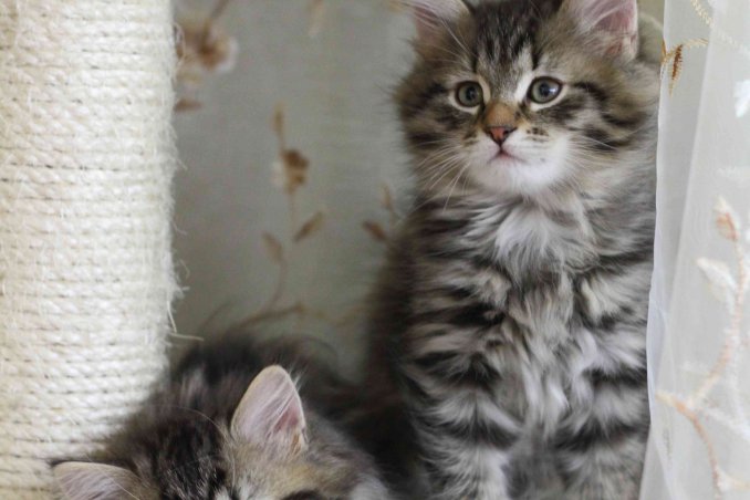 tiragraffi fai da te semplice