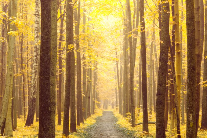 Foliage, 8 posti dove vedere lo spettacolo degli alberi a colori