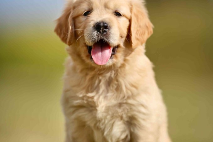 come scegliere un cane