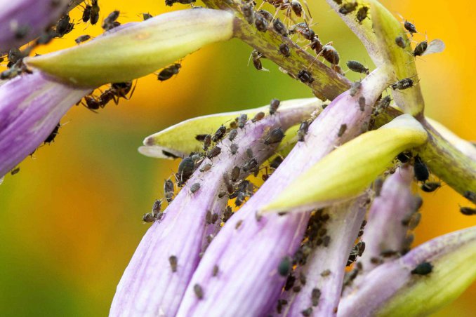 sognare i pidocchi significato