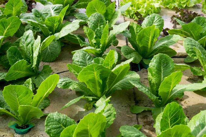 coltivare indoor guida