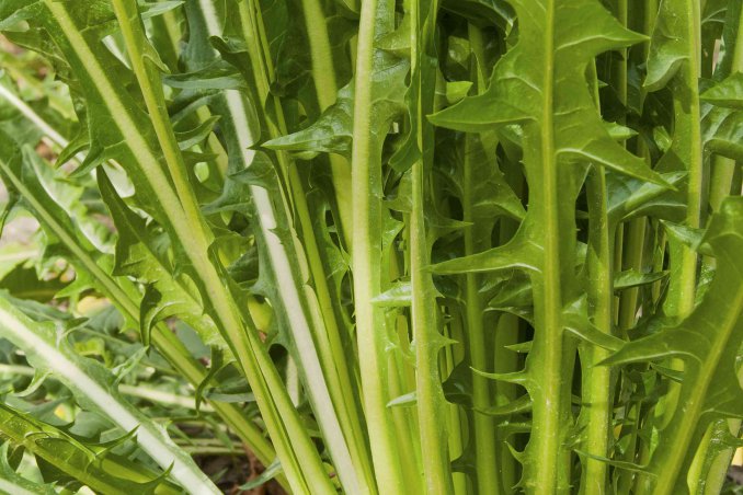 come coltivare la cicoria