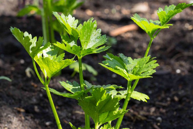 Come coltivare il sedano