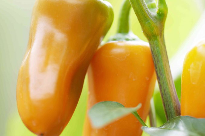 Come coltivare i peperoni