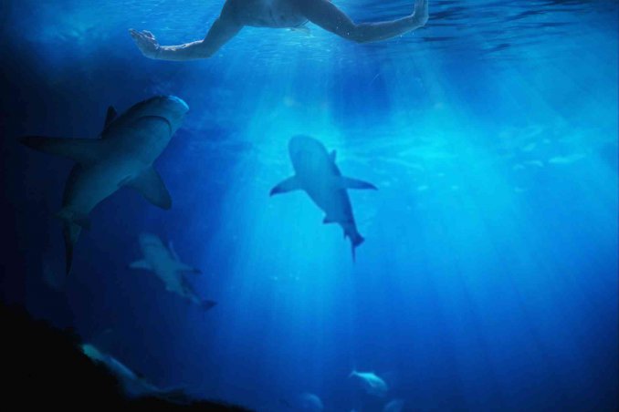 cosa significa sognare squali