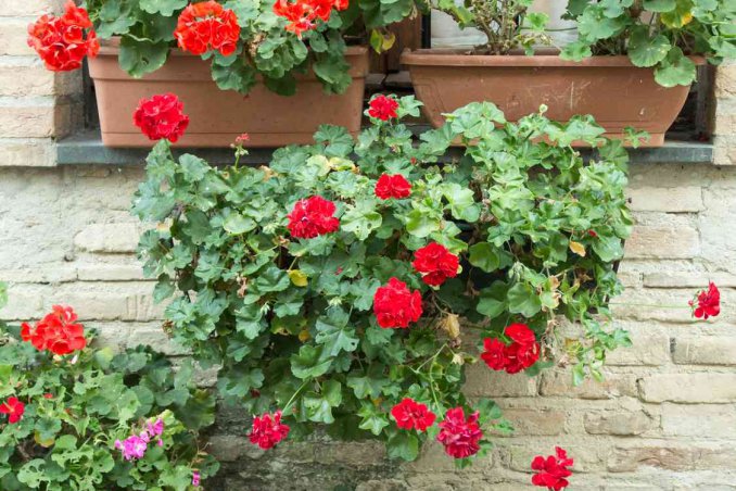 Cosa piantare a marzo sul balcone