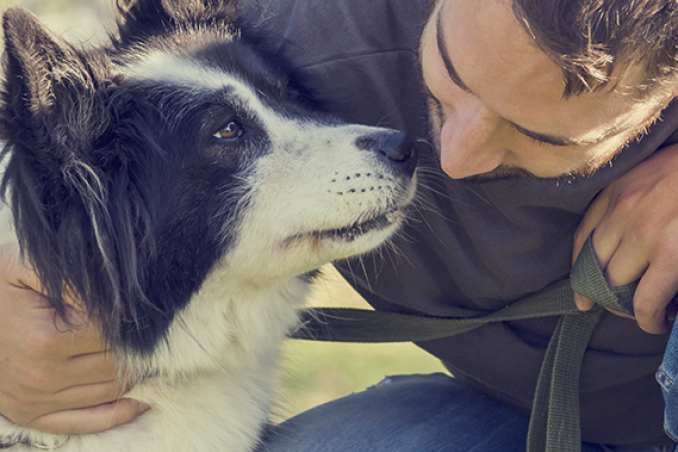 cane animale domestico incidenti problemi distrazioni rimedi