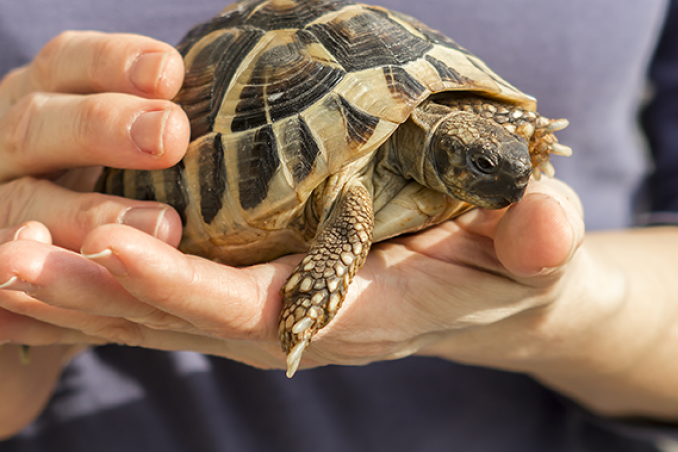 cosa-mangiano-le-tartarughe