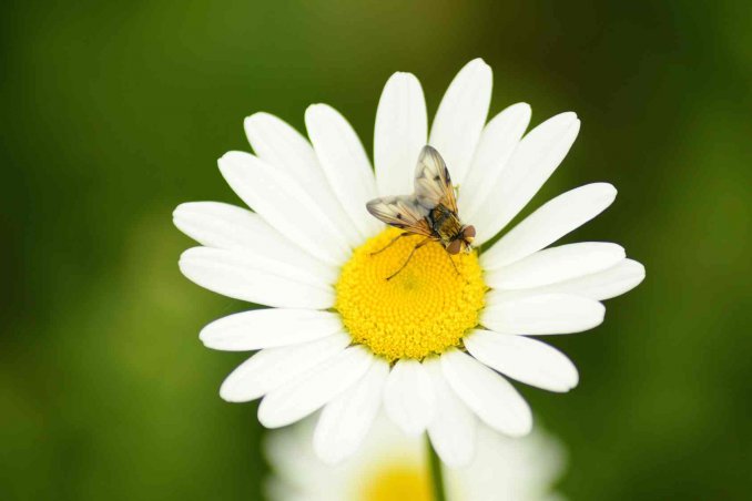 Punture di insetti rimedi tradizionali e naturali 