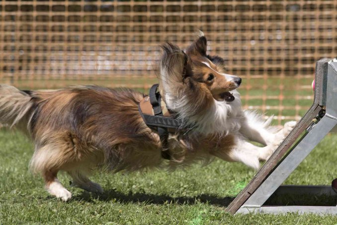 realizzare giochi intelligenti per cani