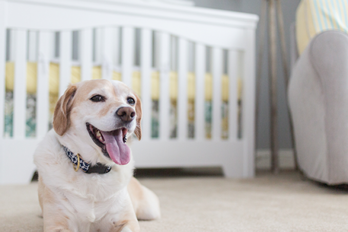Come tenere pulita la propria casa con animali e neonati in casa