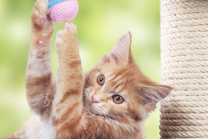 Un angolo a misura di gatto