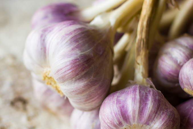 Aglio, pianta terapeutica