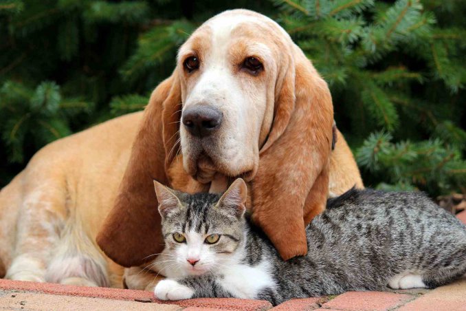 cani e gatti sentono il terremoto