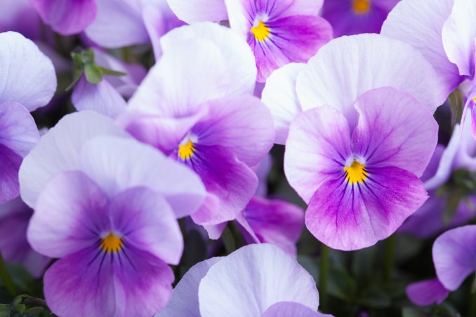 coltivare violette, coltivare viola del pensiero, coltivare viola cornuta