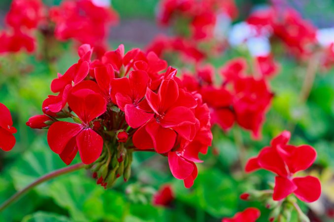 fiori estivi balcone, quali fiori piantare per l'estate