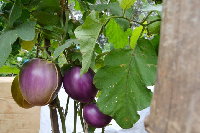 coltivare melanzane vaso, coltivare melanzane orto