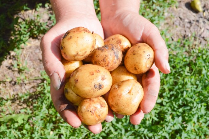 coltivare patate orto