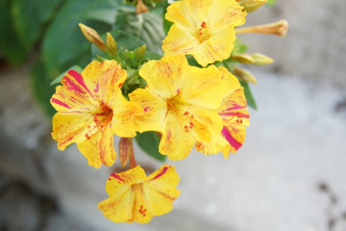 coltivare belle di notte