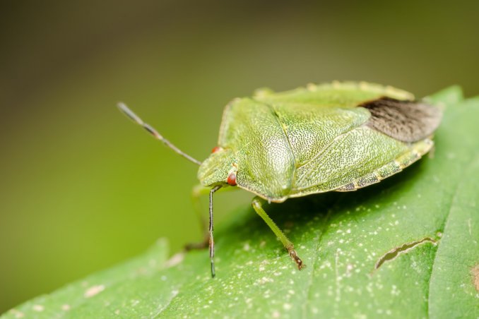 tenere lontano cimici