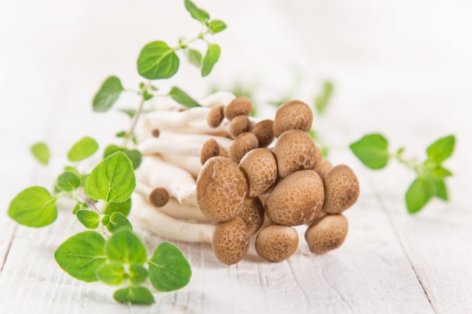 funghi chiodini ricette