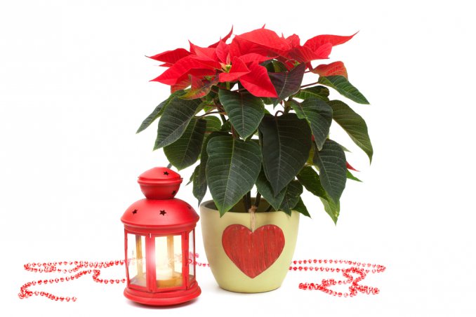 curare stella di natale, coltivare stella di natale