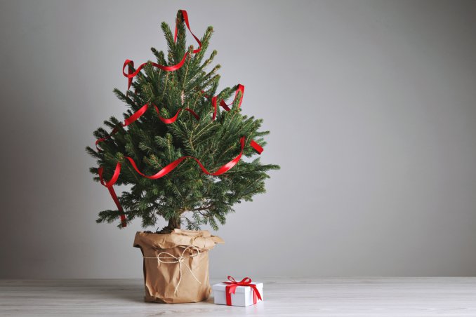 albero di natale naturale, curare pino vaso, coltivare pino vaso