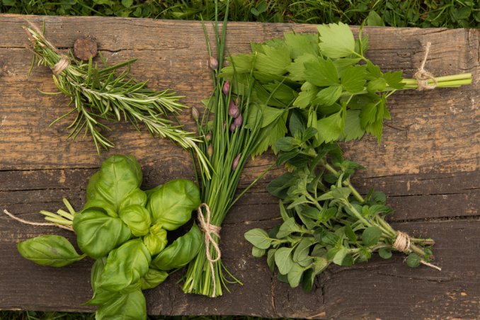 erbe aromatiche conservazione