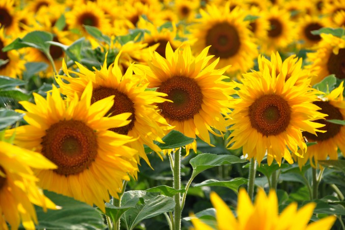 curare girasoli, coltivare girasoli