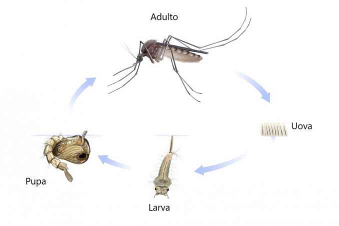 ome nascono zanzare, come si riproducono zanzare